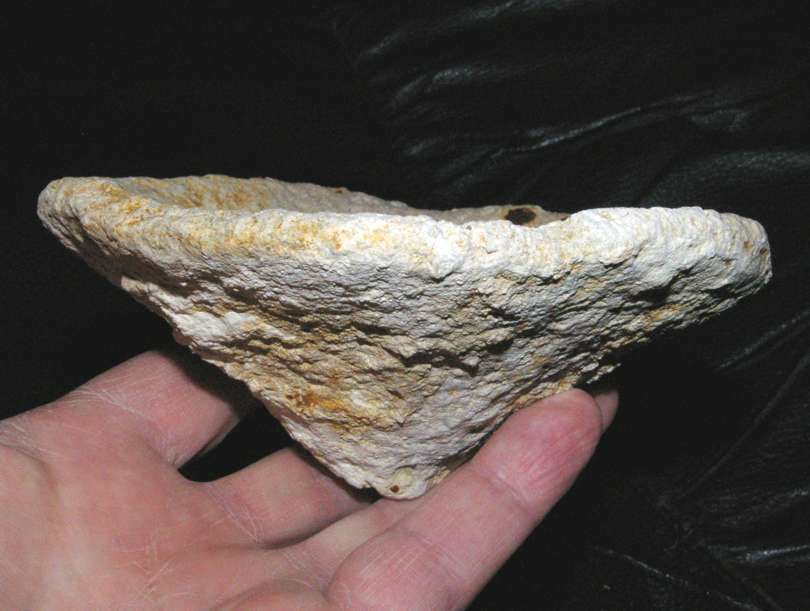 fossil sponge Cavispongia porata