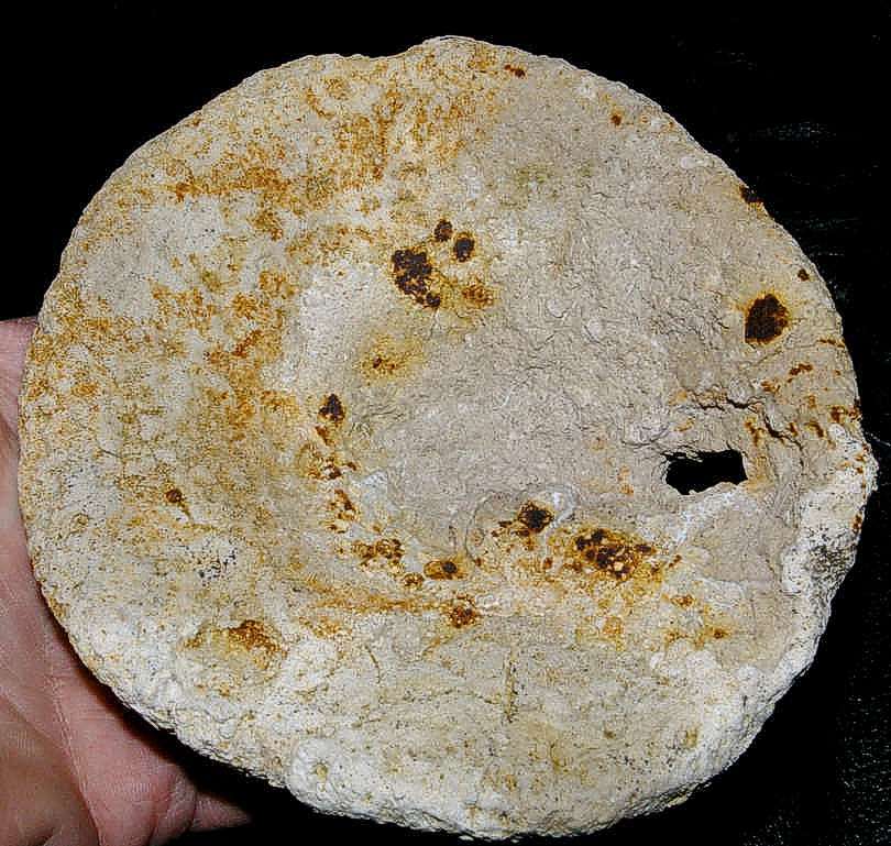 Oxfordian fossils sponges