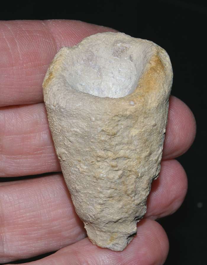 Laocaetis tubigera 