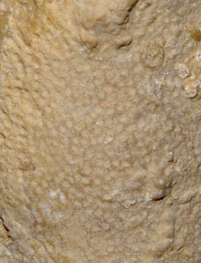 Laocaetis tubigera 