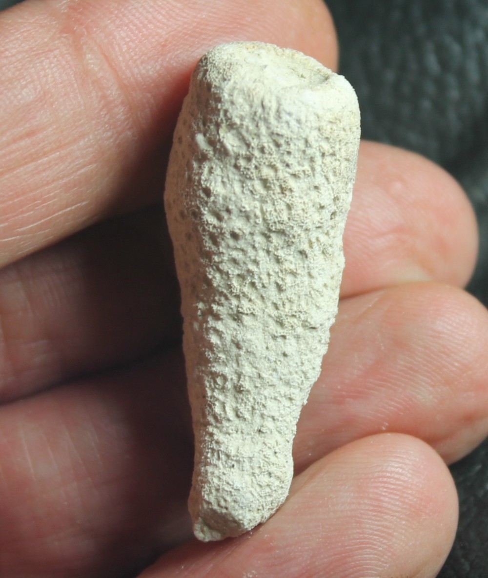 Ordinatus texturatus 