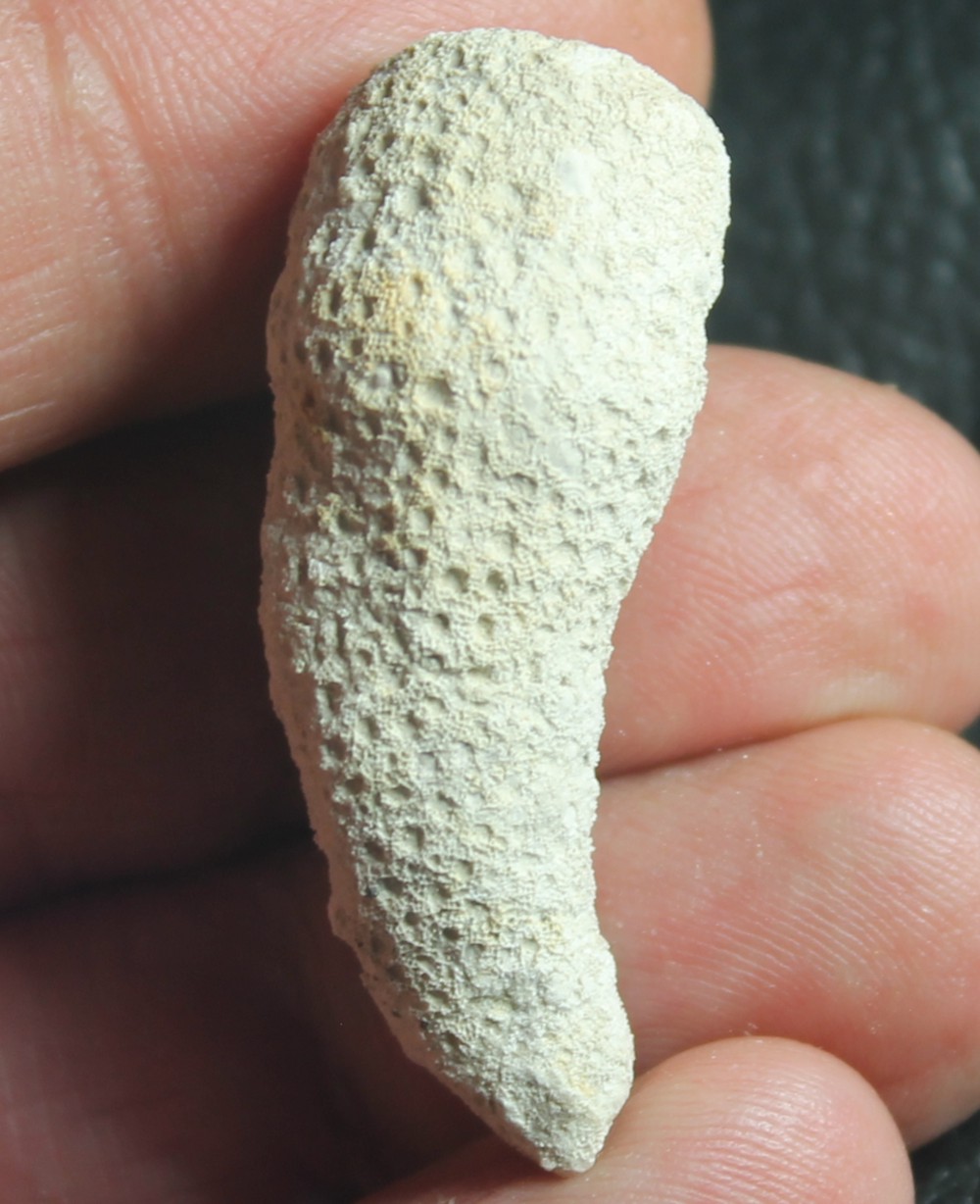 fossil sponge 
