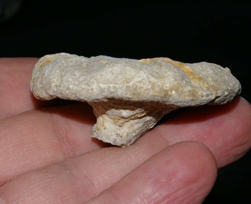 Cnemidiastrum fungoides 