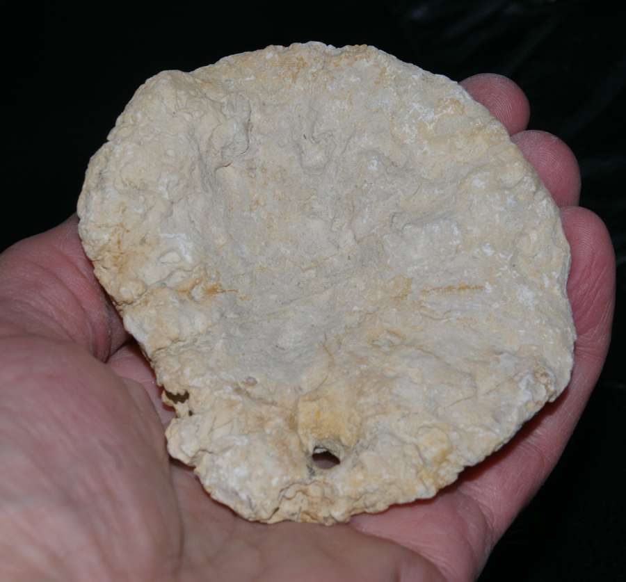 fossils sponge 