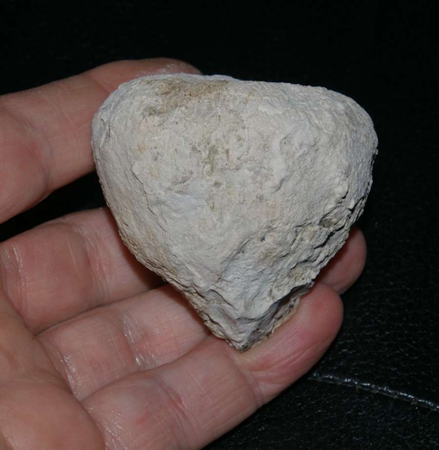 Cytoracea goldfussi 
