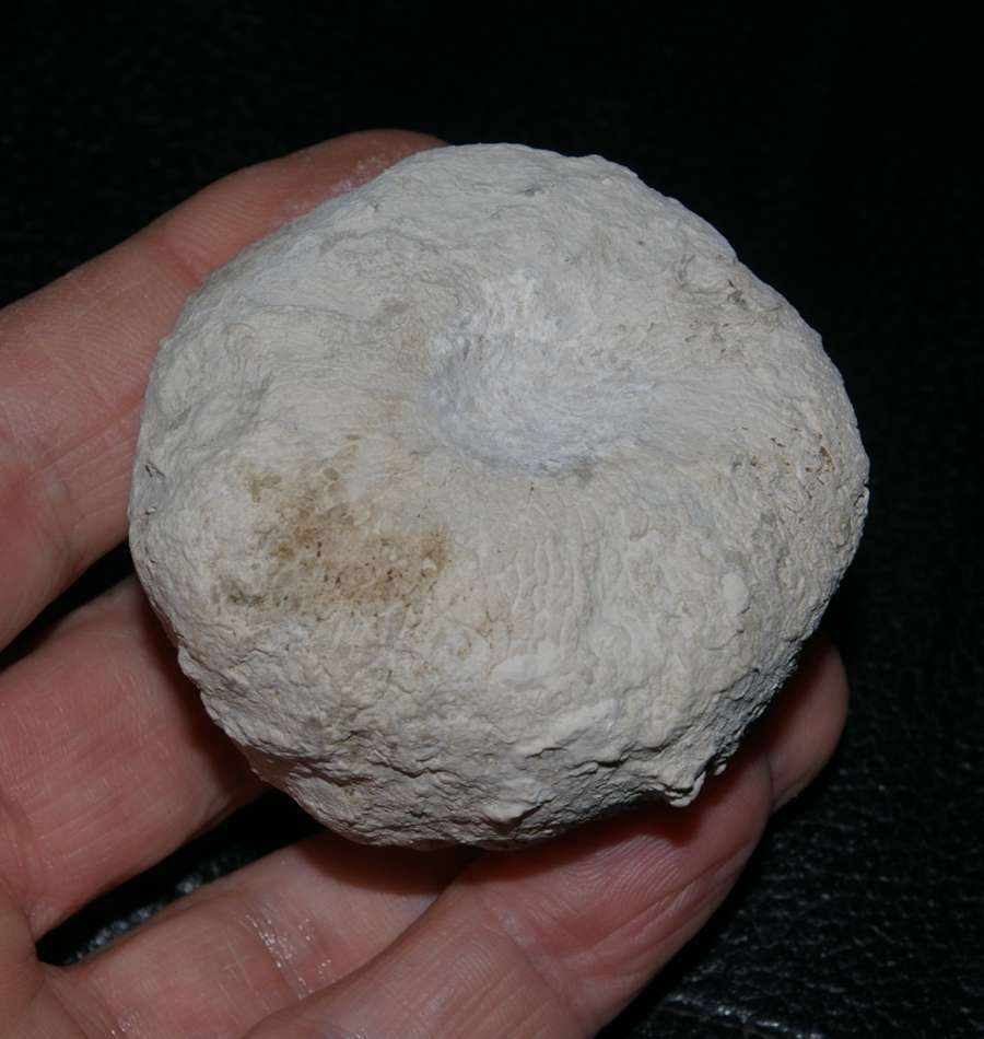 fossils sponge 