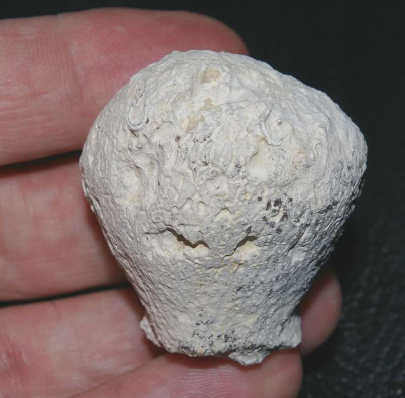 Bothrolemma osculifera 