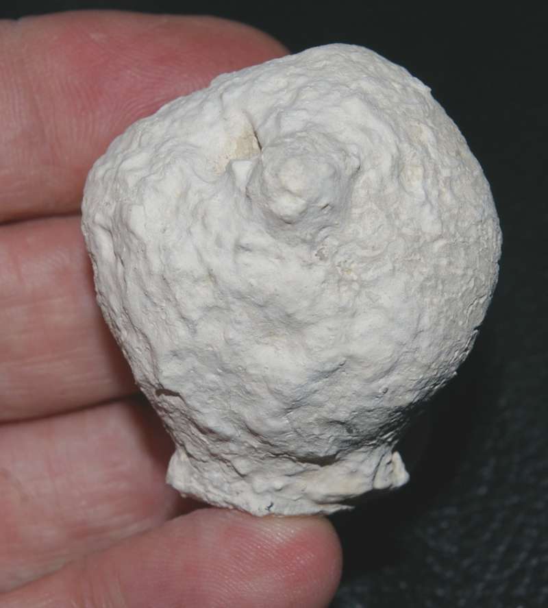 fossil sponge 