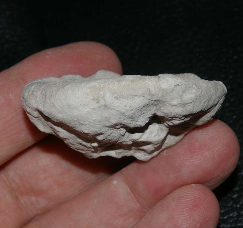 fossil sponge 