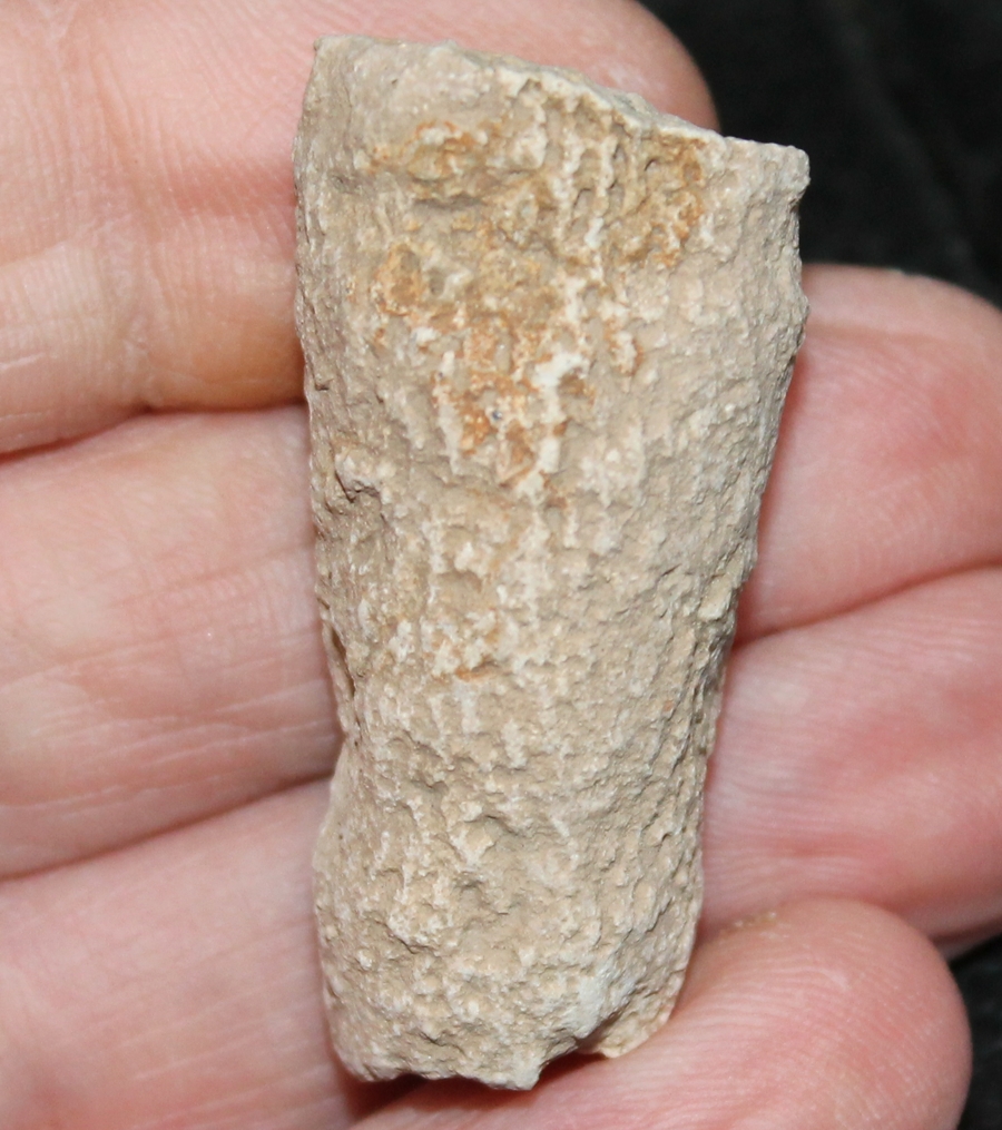 fossils sponges