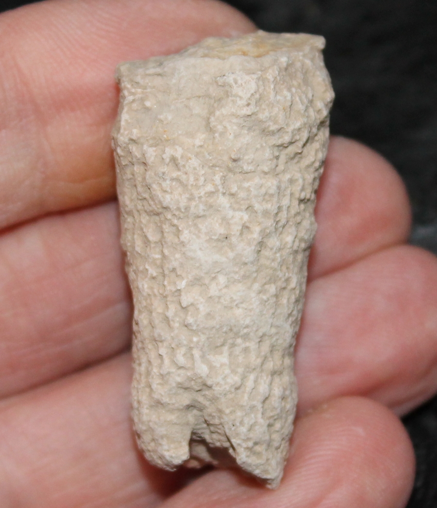 Fossiler Schwamm