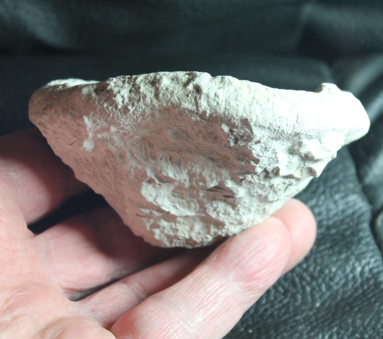 Cnemidiastrum catinum