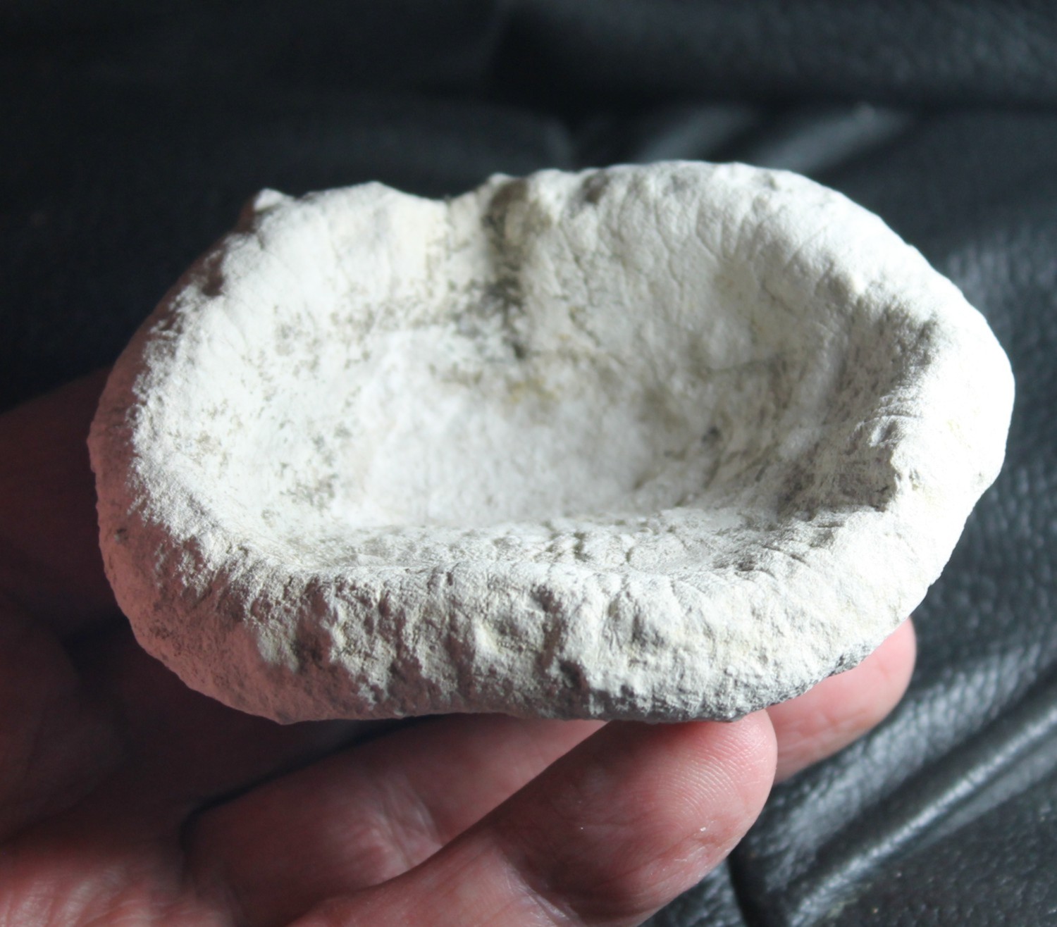 Cnemidiastrum catinum