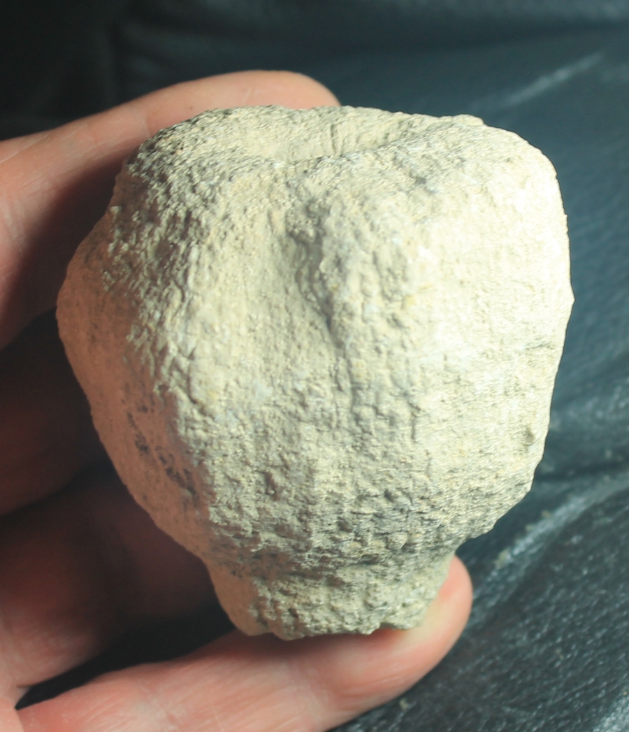Cnemidiastrum goldfussi