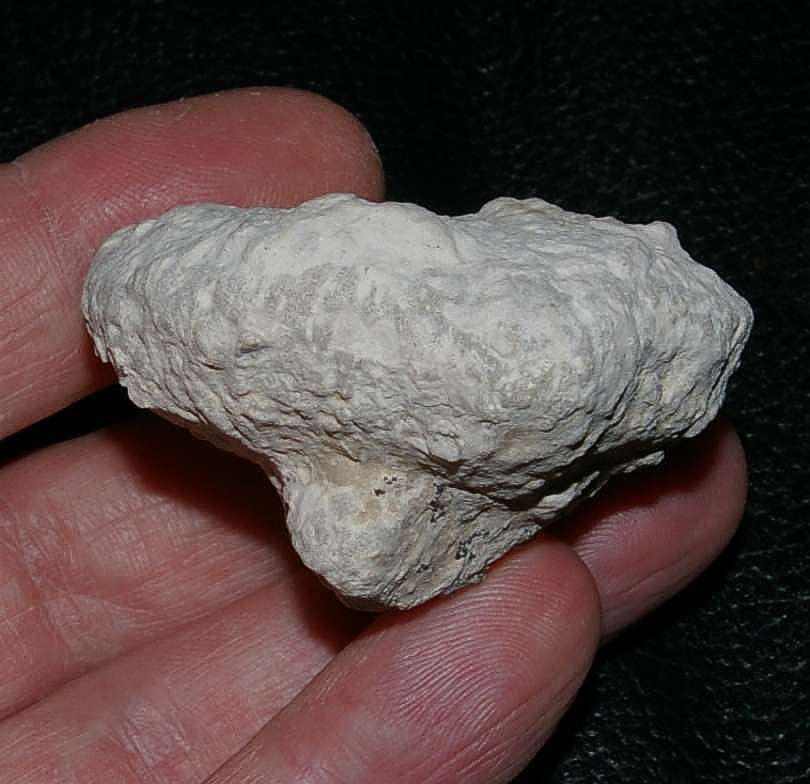 fossil sponge.jpg
