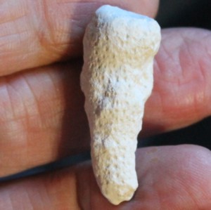 fossil sponge, Sporadopyle pusilla
