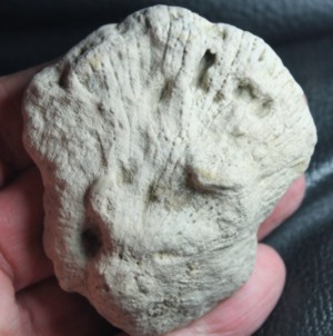Fossil Sponge, Cnemidiastrum intusstriatum