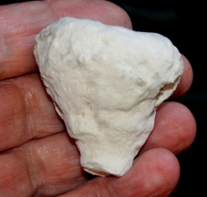 Fossil Sponge