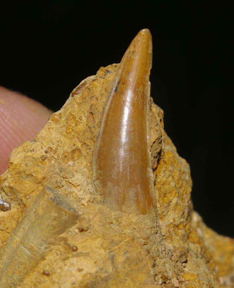 Shark tooth