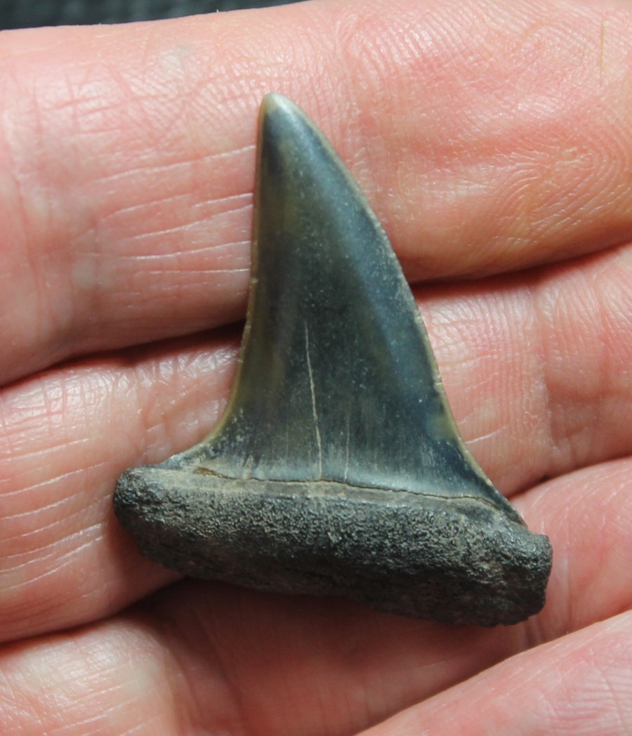 Isurus hastalis