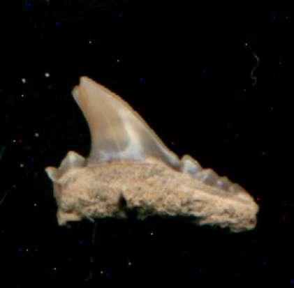 Parageleus pulchrllus