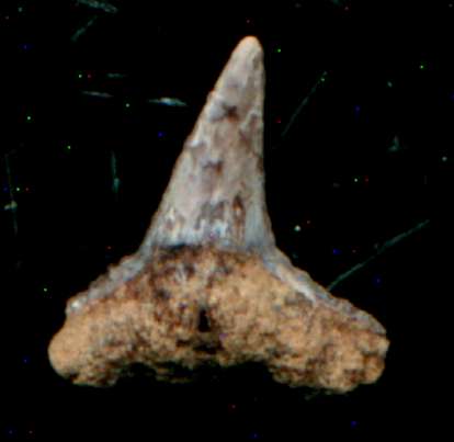 Carcharhinus priscus