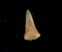 Sphyrna sp