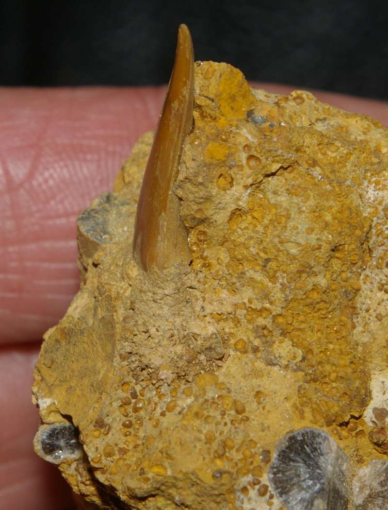 Shark tooth