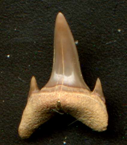 Brachycarcharias lerichei