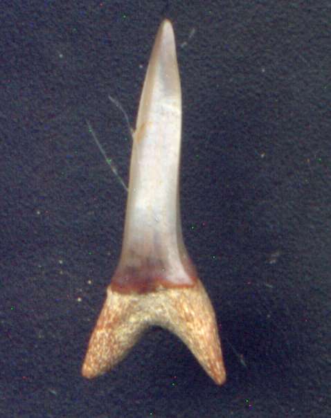 Striatolamia rossica