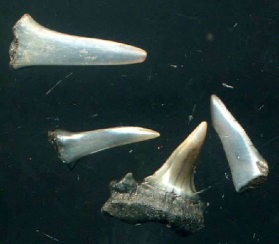 Shark tooth