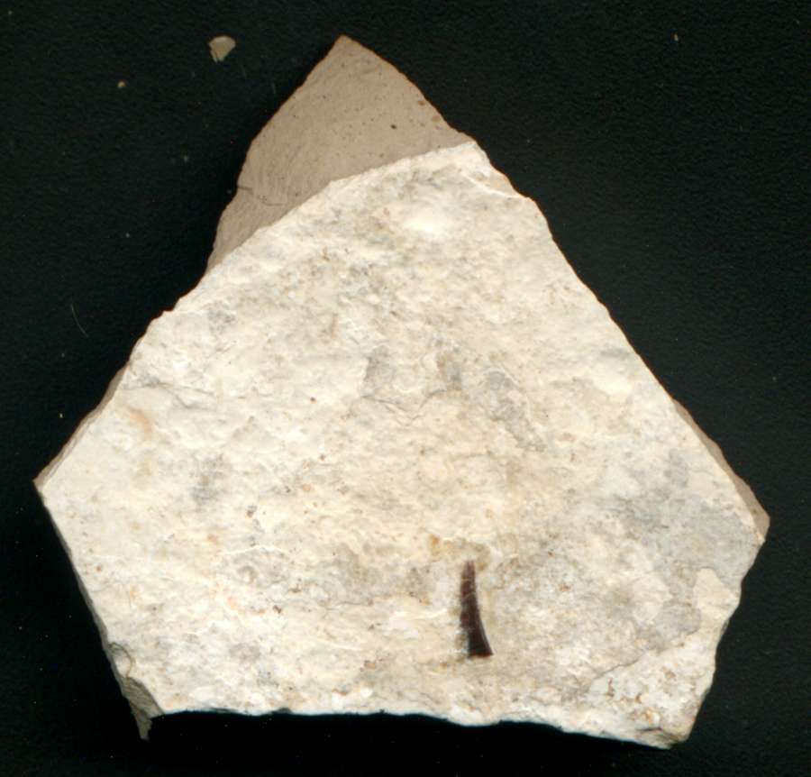 Shark tooth