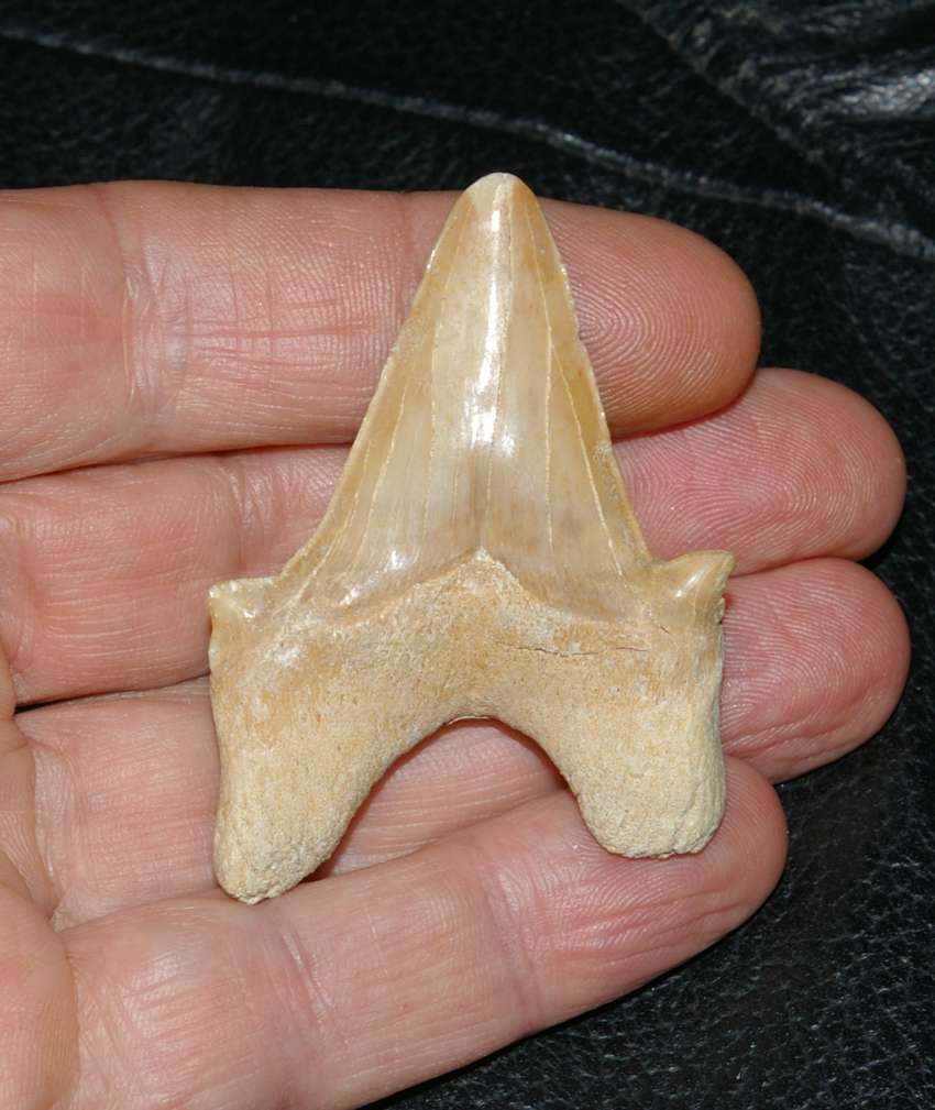 Otodus Obliquus