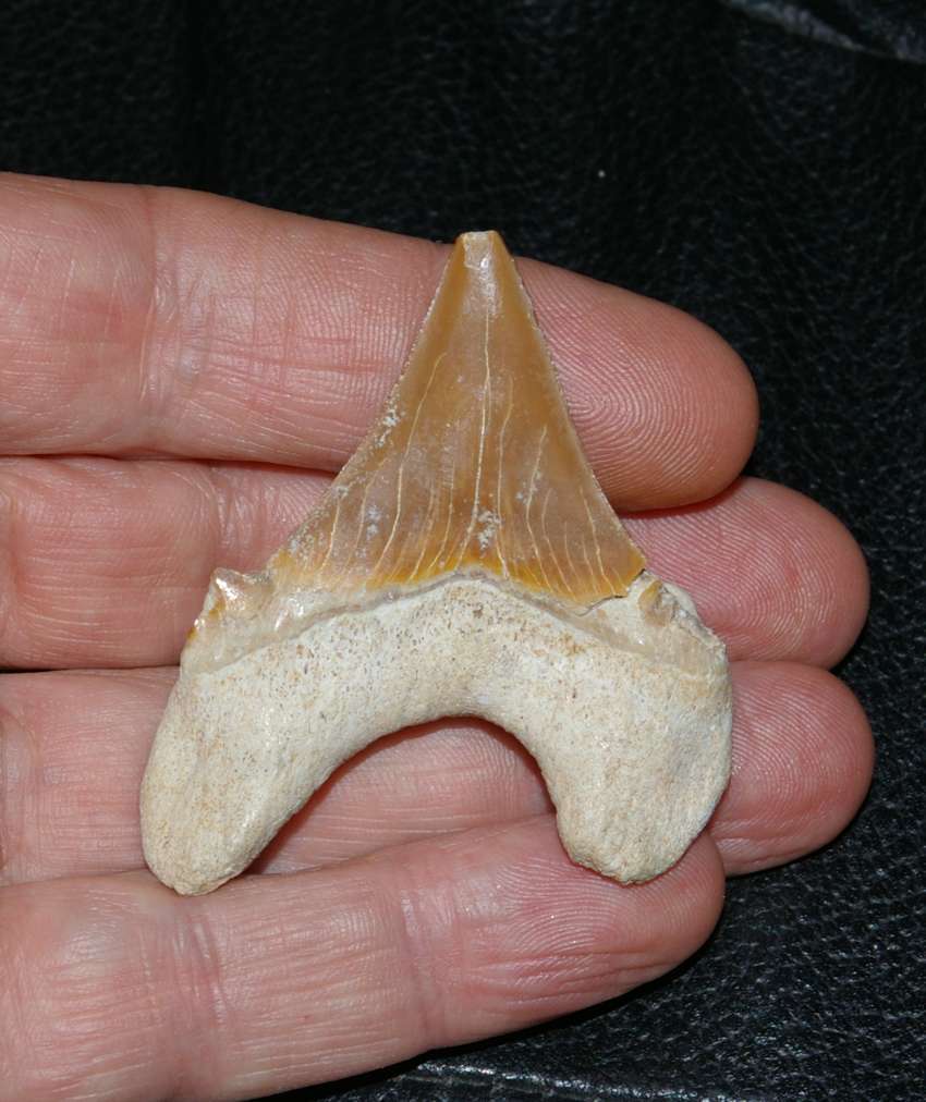 Otodus Obliquus