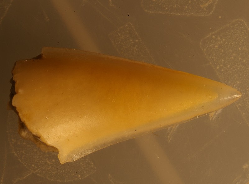 Fossil Shark tooth