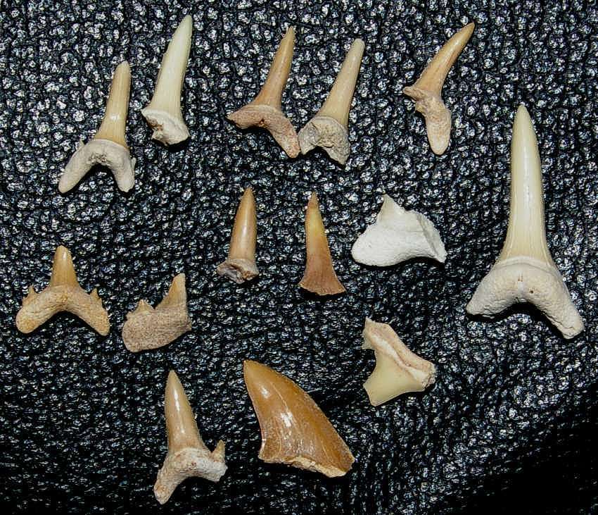 Eocene fossils shark teeth