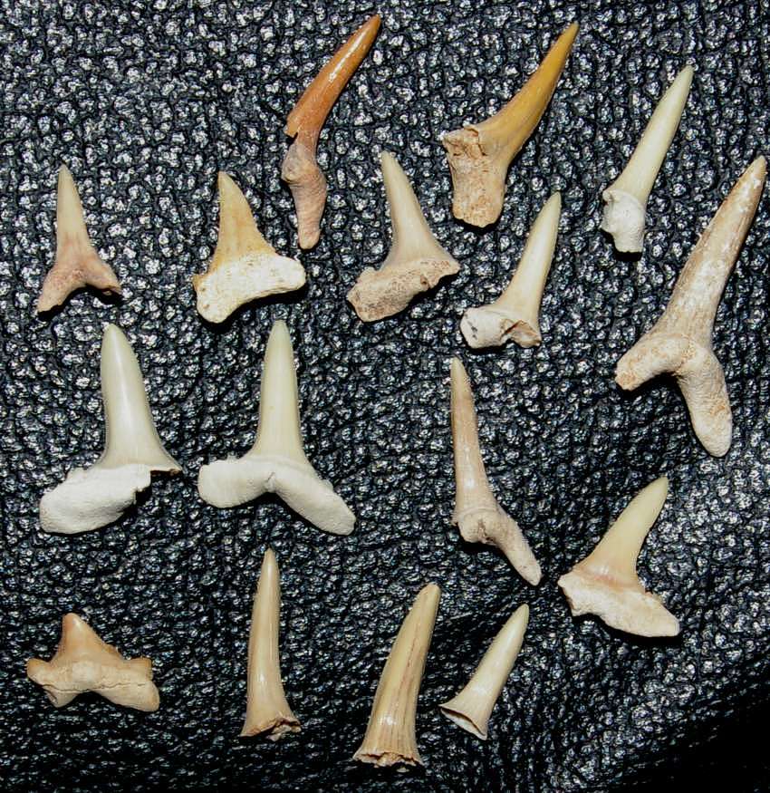 Eocene fossils shark teeth