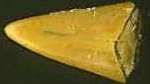 Shark tooth