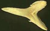 Fossil Shark tooth