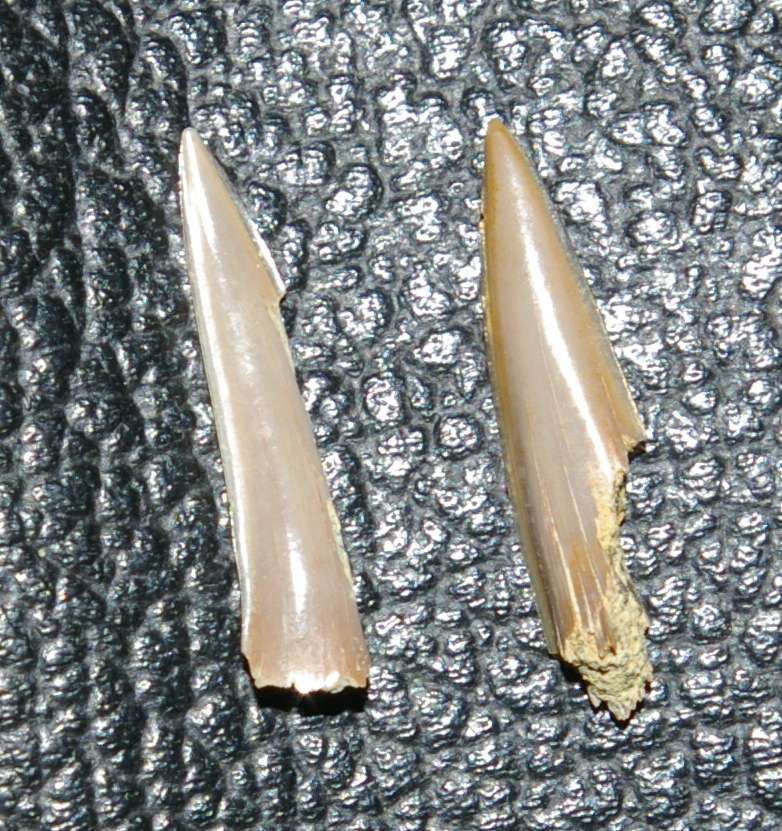 Fossil Shark teeth