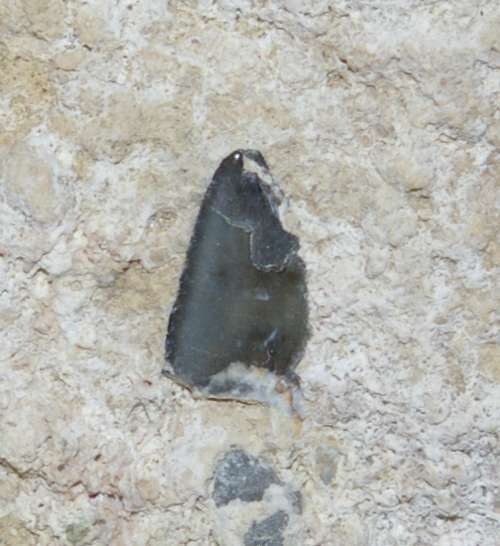Fossil Shark teeth