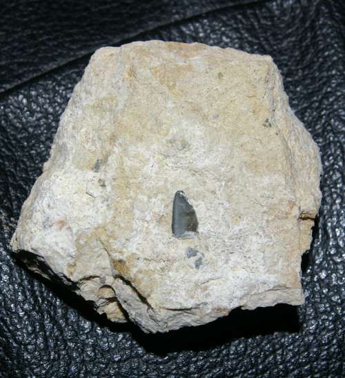Fossil Shark teeth