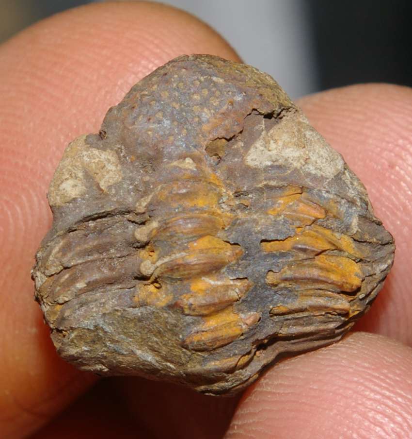 Geesops sparsinodosus gallicus