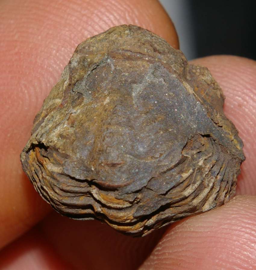 Geesops sparsinodosus gallicus