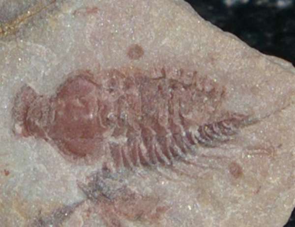 Zacanthoides