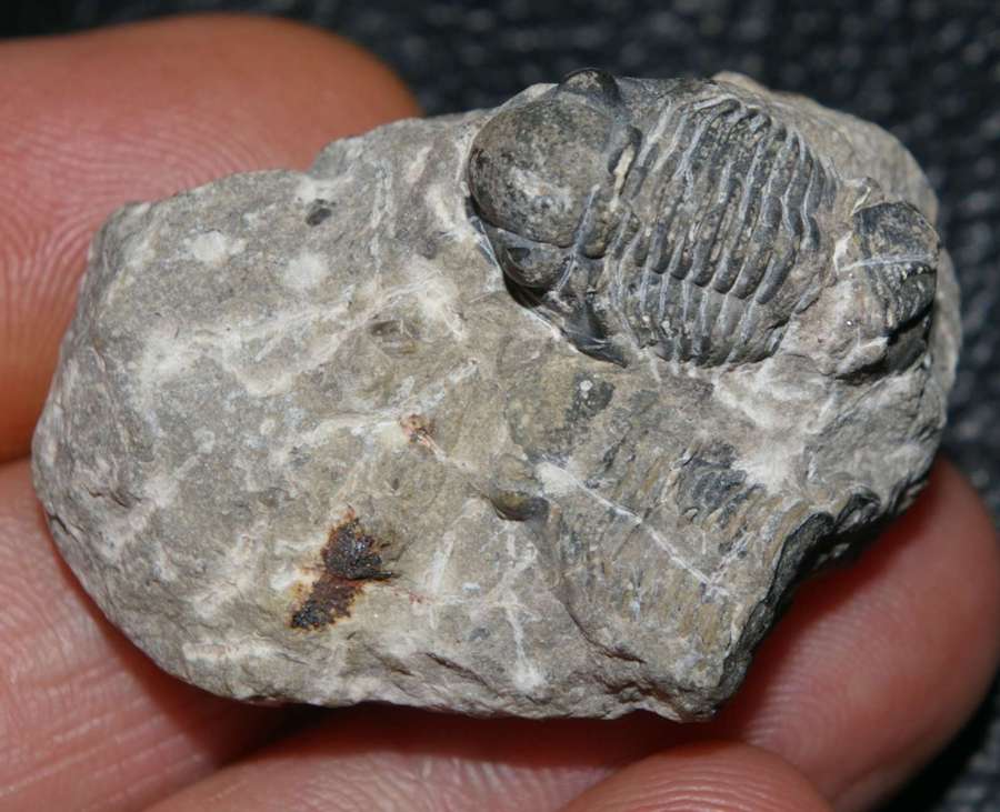 Proetus