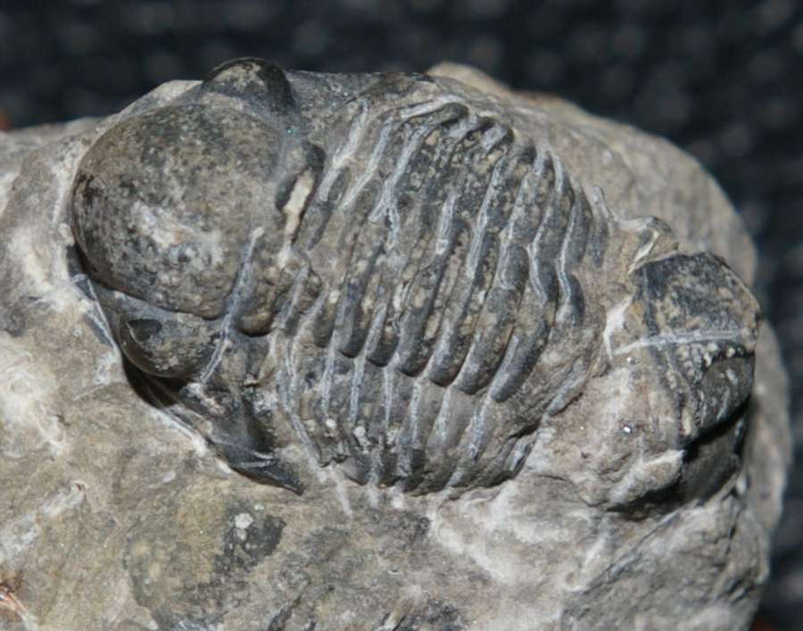 Devonian trilobite