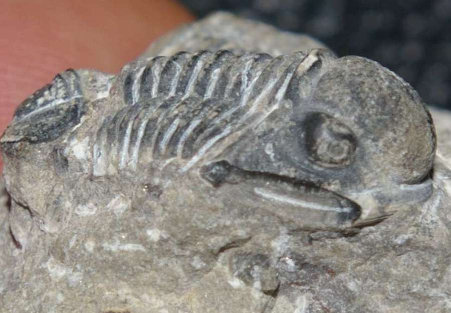 trilobites
