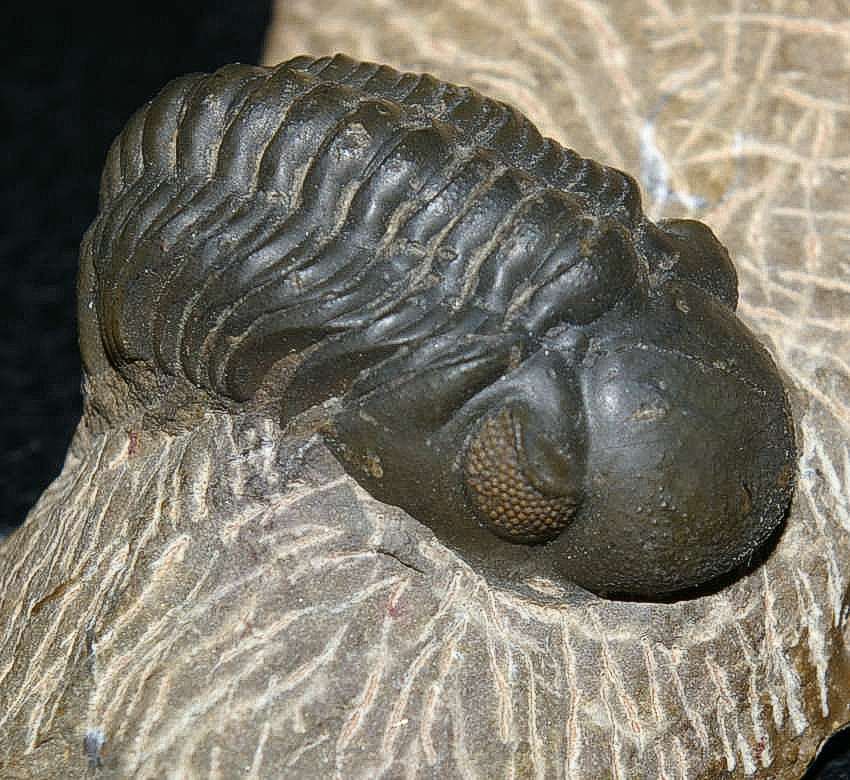 Phacops rana.jpg