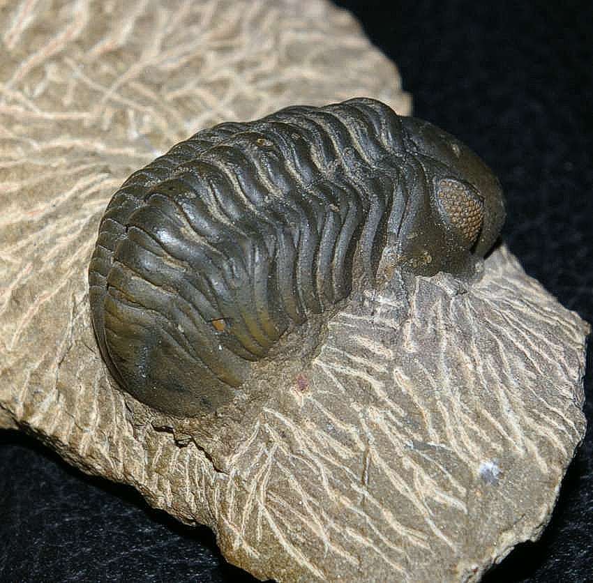 Phacops trilobite.jpg